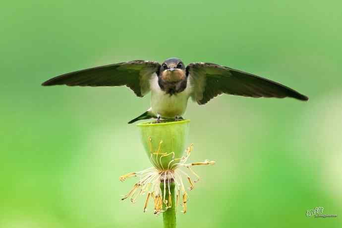 圆明园的小燕子