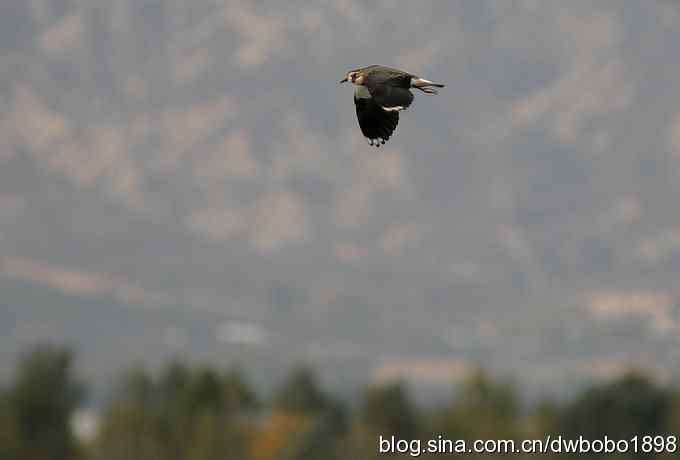 飞翔的凤头麦鸡