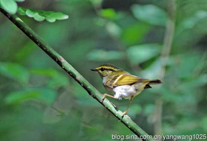 黄腰柳莺（5）