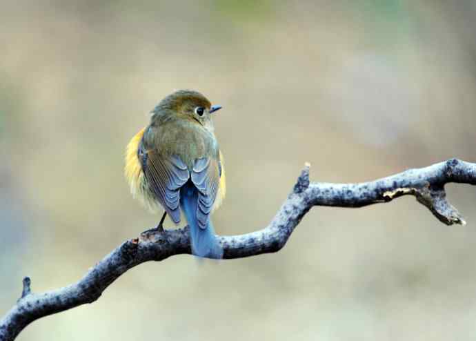 雌性红胁蓝尾鸲（11）