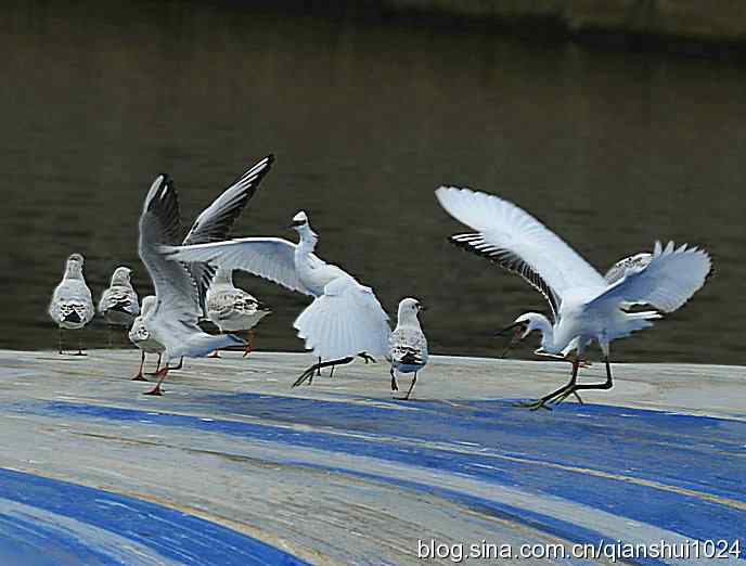 鸥和鹭,谁厉害
