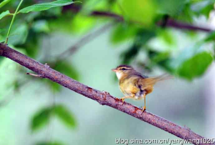 浴（极北柳莺）
