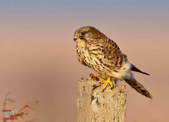 达里湖&nbsp;wbr路&nbsp;wbr红隼