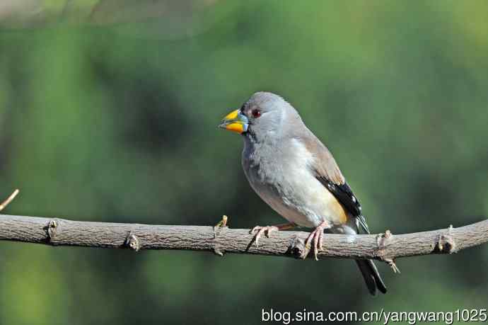 雌性黑尾蜡嘴雀（2）