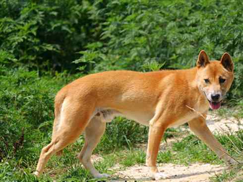 犬科：犬亚科犬属之澳洲野犬、歌唱犬、家犬