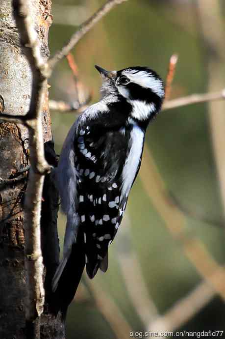 绒啄木鸟：雌鸟