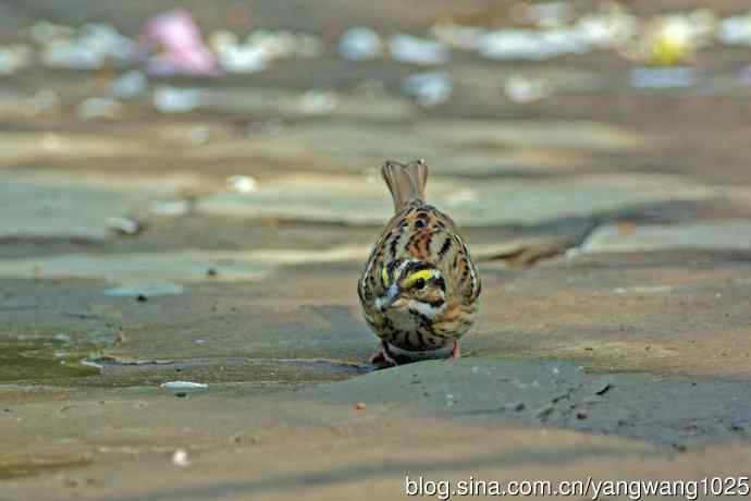 雄性黄眉鹀（1）