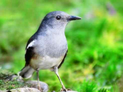 雀鸟也彪悍：谁怕谁（鹊鸲）