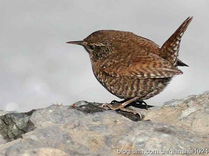 小鹪鹩捉虫记(植物园)
