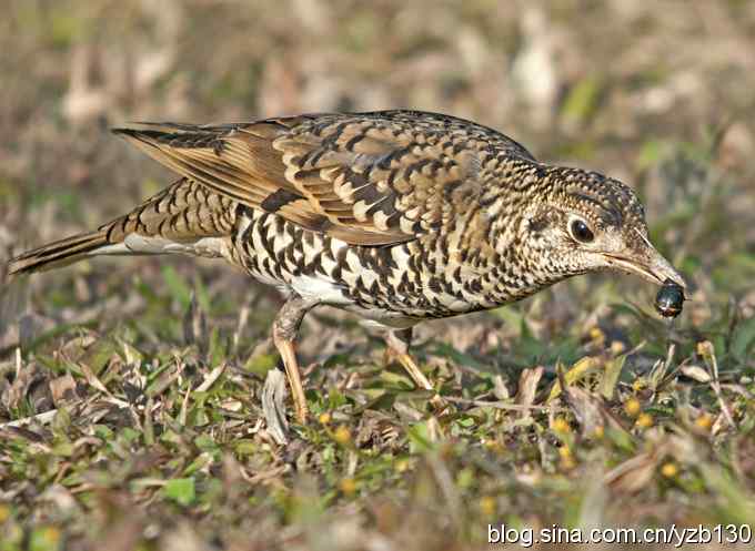 深圳拍鸟新纪录(4)鈥斺敾叩仞矗ㄗ橥迹 深圳拍鸟新纪录(4)鈥斺敾叩仞矗ㄗ橥迹