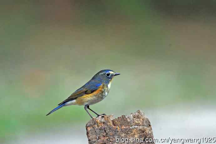 雄性红胁蓝尾鸲（32）