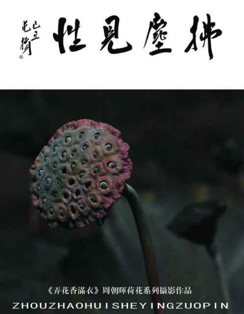 周朝晖先生为海君拍的鸟儿作画