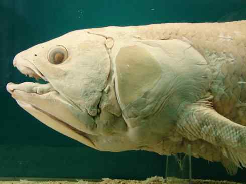 鱼类活化石：矛尾鱼