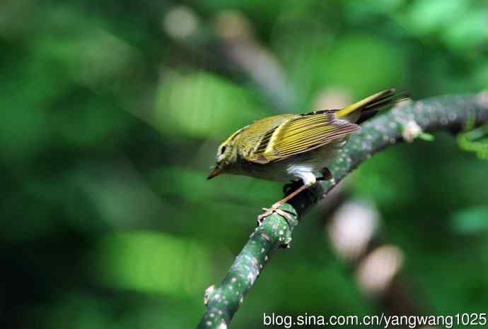 黄腰柳莺(4) 黄腰柳莺(4)