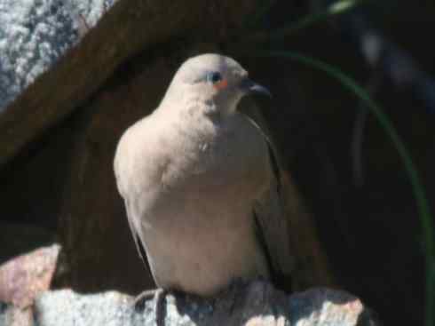 白头鸟系列：另类的美丽11（鸠鸽）