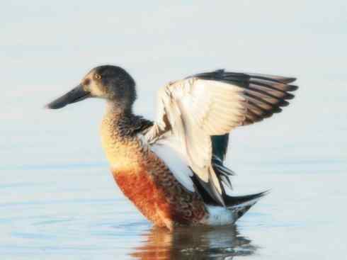 雁鸭之最之八（海番鸭、琵嘴鸭、绿翅鸭、鹊鸭）