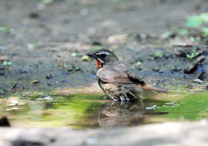 北京天坛公园的鸟类——红喉歌鸲（9）