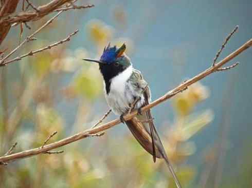 鸟类之最:角蜂鸟