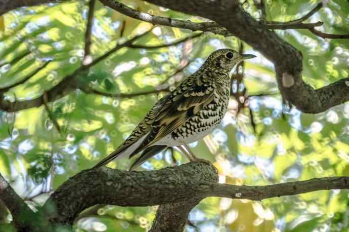 终于在阳光下拍到虎斑地鸫