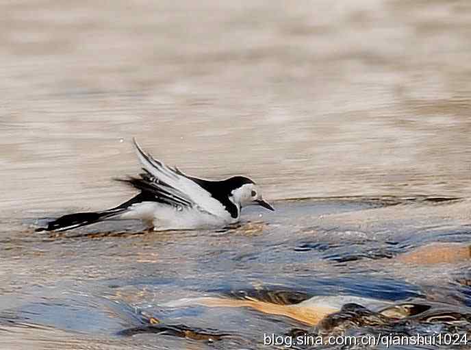 爱干净的小鹡鸰(十渡) 爱干净的小鹡鸰(十渡)