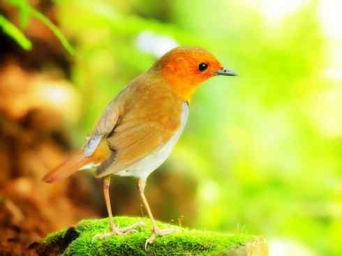 美丽无罪：雀鸟之溪鸲