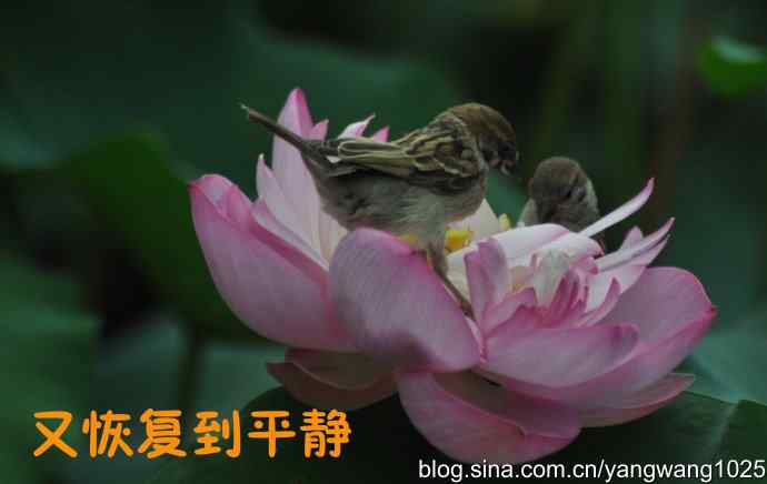 领地的和平与战争