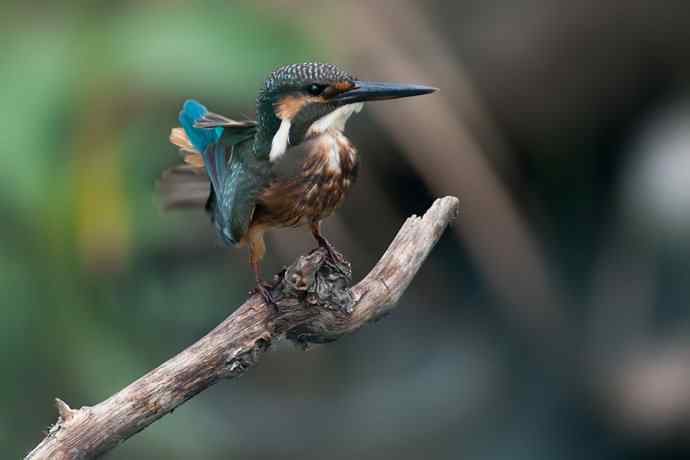 翠二小的渔家功