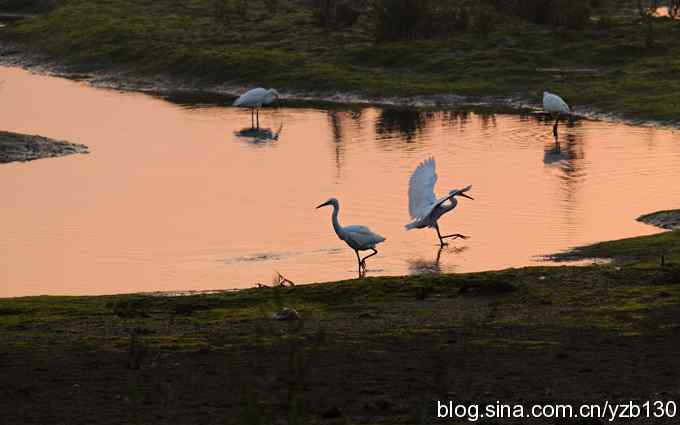 湿地的早晨（组图）