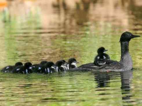 欣赏：美丽的秋沙鸭