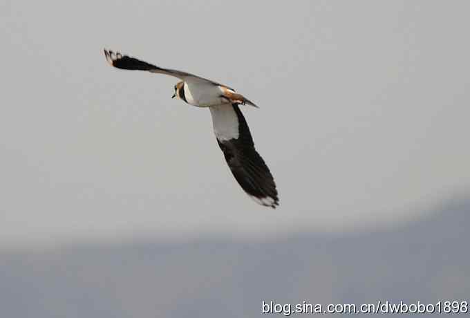 飞翔的凤头麦鸡