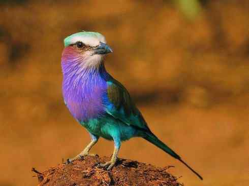 绝色攀禽:佛法僧目之佛法僧2