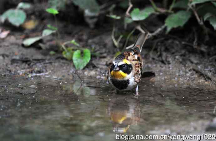 雄性黄喉鹀（4）