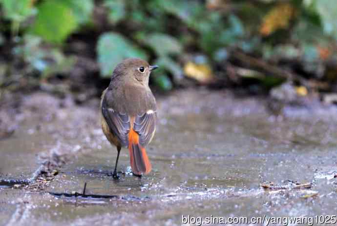 北京天坛公园的鸟类——雌性北红尾鸲（12）