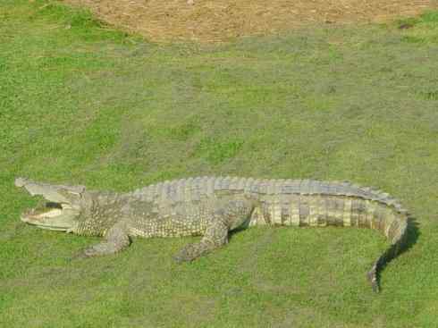 龙：传说的兽原型探秘（鳄类）