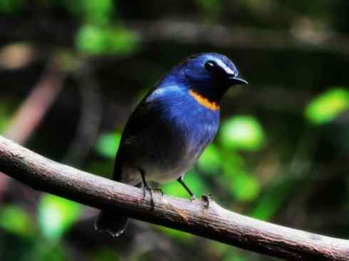 美丽无罪：雀鸟之姬鹟