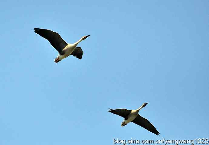 上庄水库的收获（鸿雁）2