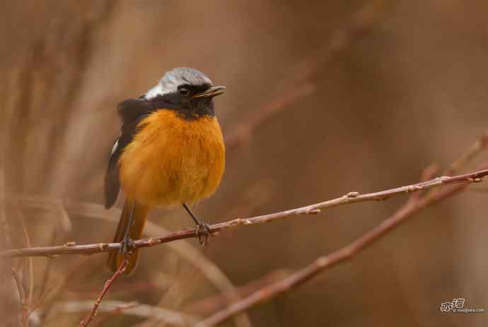 小鸟北红尾鸲&nbsp;wbr♂