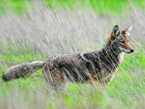 狈：传说的兽原型探秘（狼）