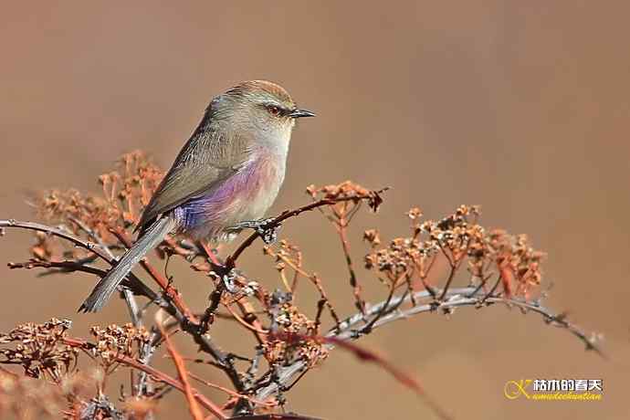 我与“花彩雀莺”的不解情缘