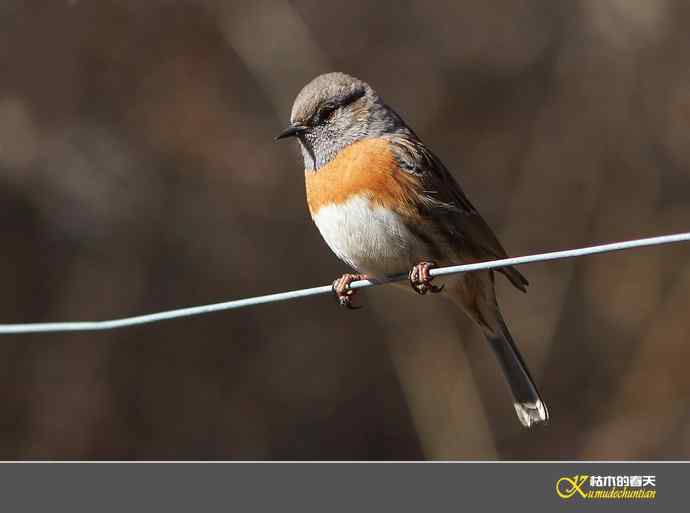 高原鸟鈥滒堆茵意潯臼蹬摹