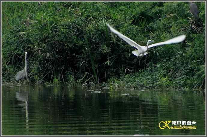 浣花来了大白鹭【照片】