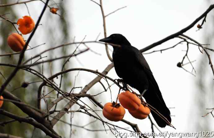 北京动物园的鸟类——谁爱吃柿子？（乌鸦）