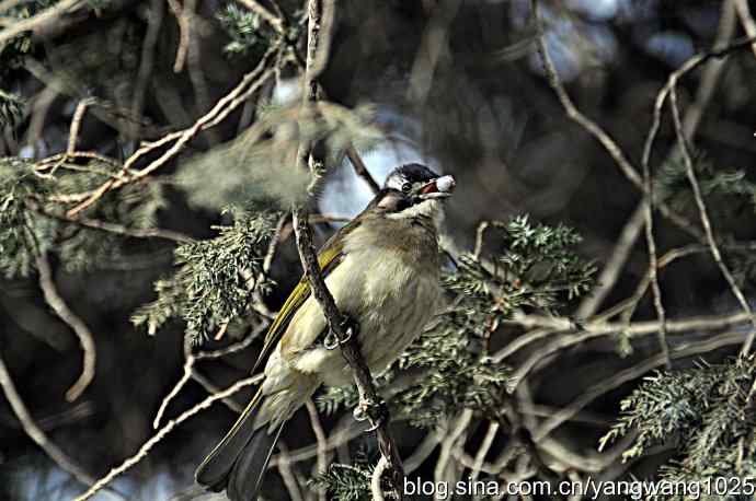 北京天坛公园的鸟类——柏树籽充饥的白头鹎