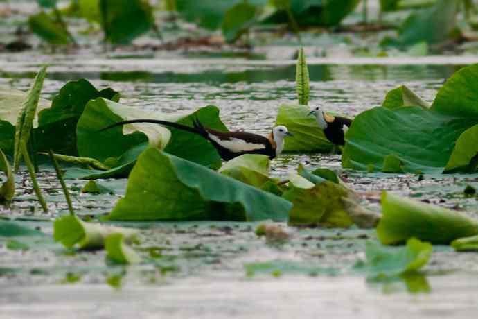 水雉 wbr荷塘里的温柔乡