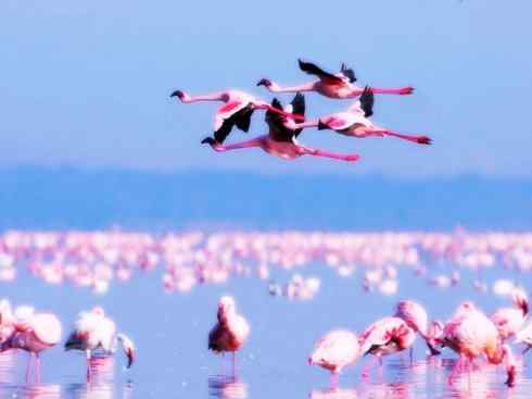 猎奇：奇特的鸟喙之二