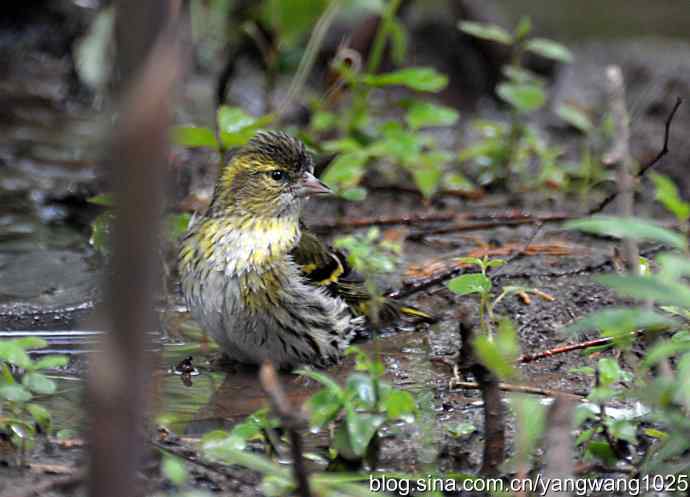 冲凉的小黄雀（2）