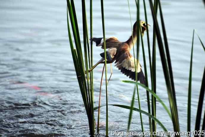 黄苇鳽的早餐（记实）
