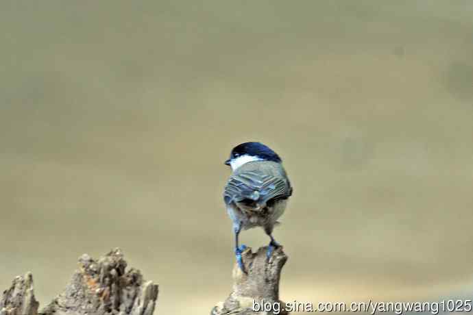 沼泽山雀(2) 沼泽山雀(2)