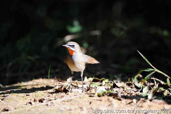红喉歌鸲（13）