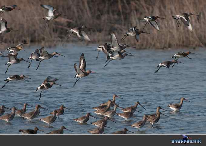 迁徙的鸟：群飞的黑尾塍鹬